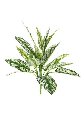 Calathea Whitestar Leaf Bush