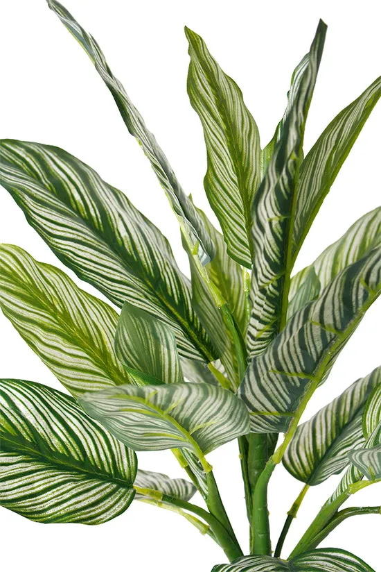 Calathea Whitestar Leaf Bush
