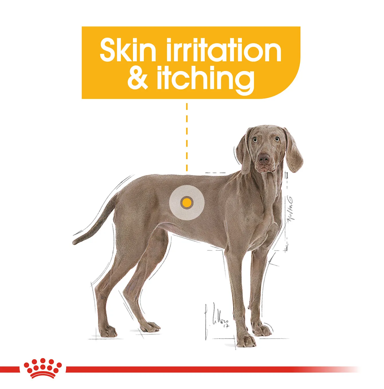 Royal Canin Maxi Adult Derma Comfort Dog Food 10KG